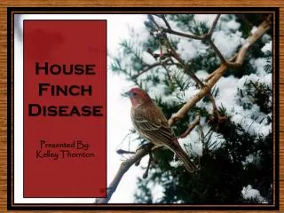 House Finch Disease Presented By: Kelley Thornton