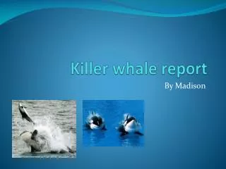 Killer whale report