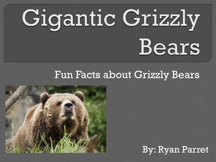 gigantic grizzly bears