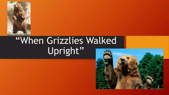 when grizzlies walked upright