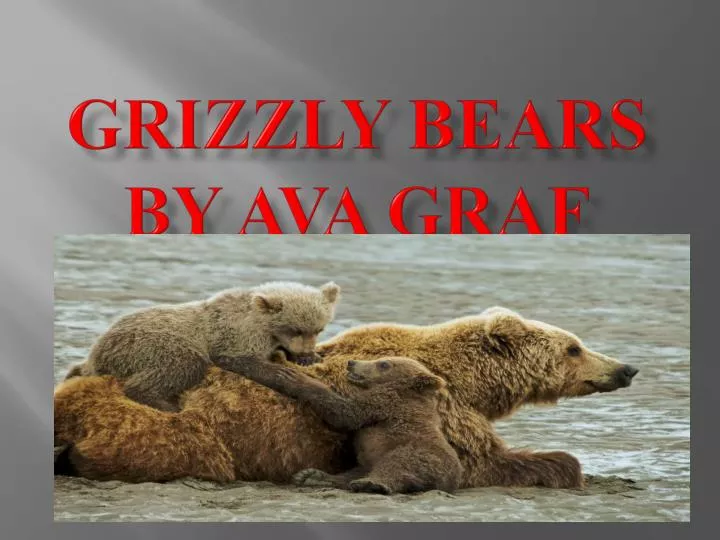 grizzly bears by ava graf