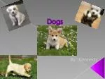 Dogs - slide 1