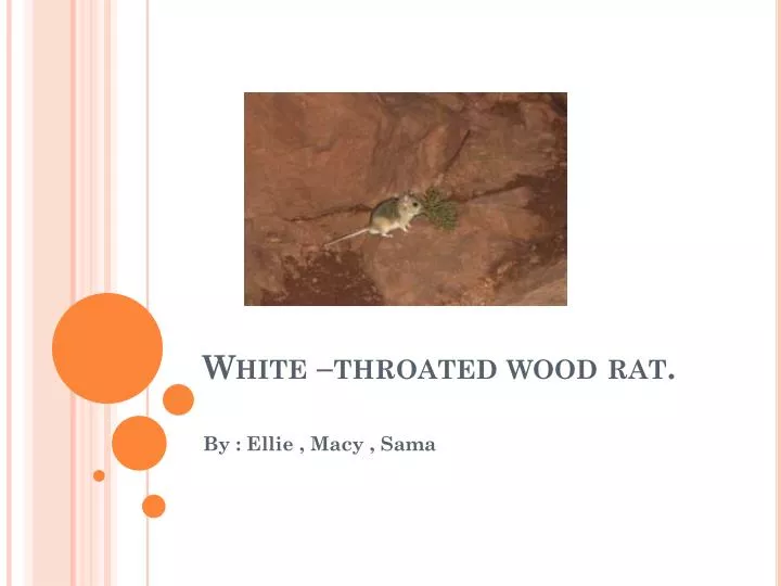 white throated wood rat