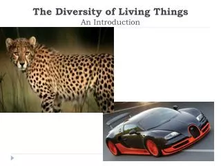 The Diversity of Living Things An Introduction