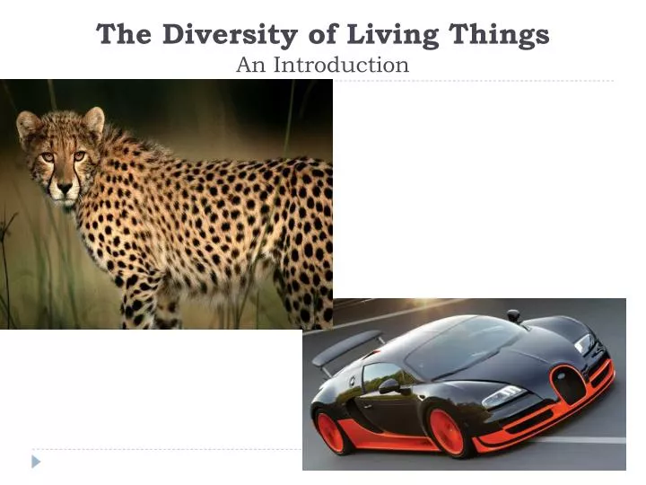 the diversity of living things an introduction