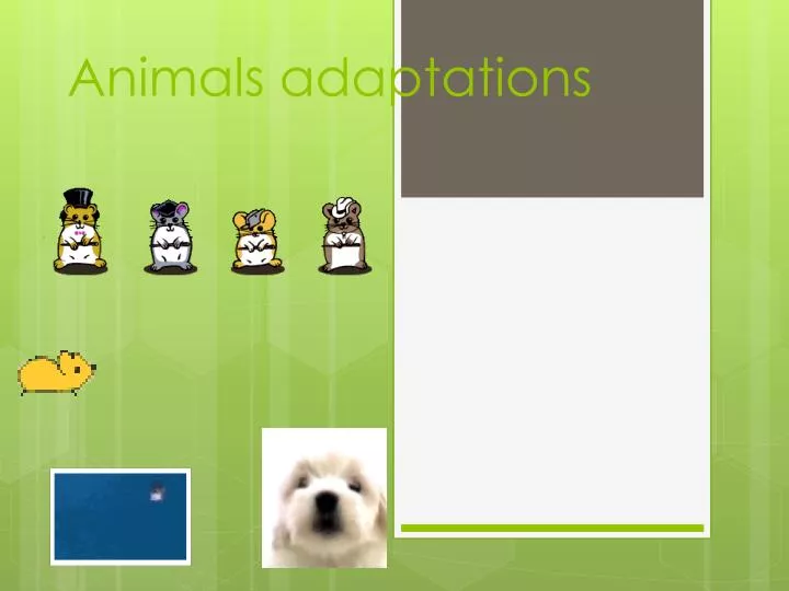 animals adaptations