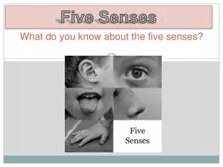 What do you know about the five senses?