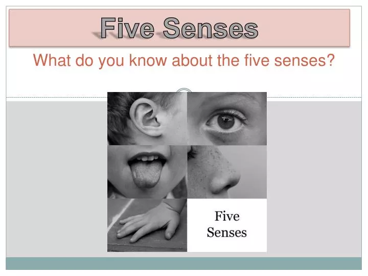 what do you know about the five senses