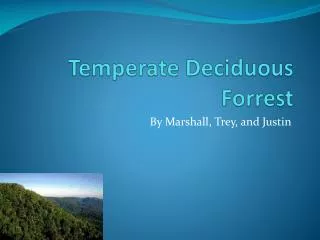 Temperate Deciduous Forrest