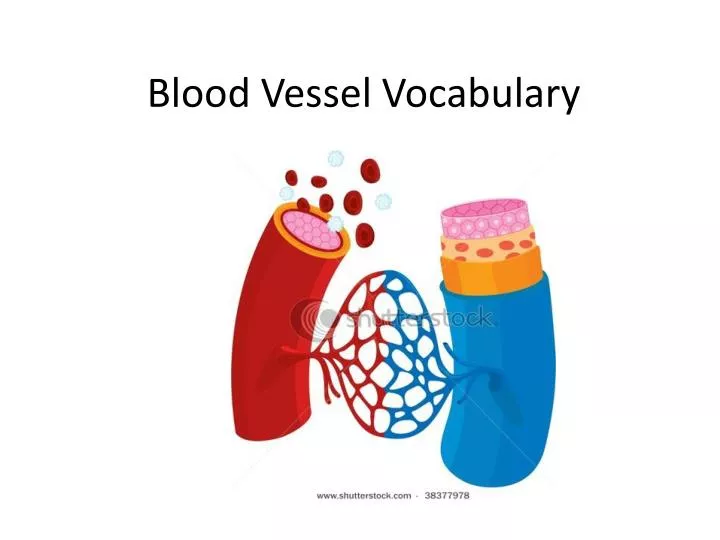 blood v essel vocabulary