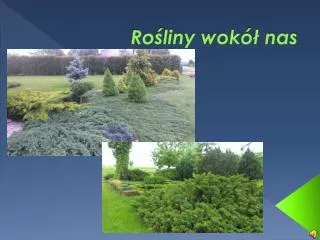 ro liny wok nas
