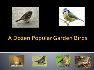 A Dozen Popular Garden Birds