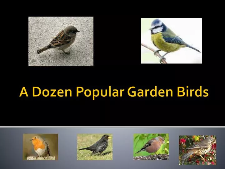 a dozen popular garden birds