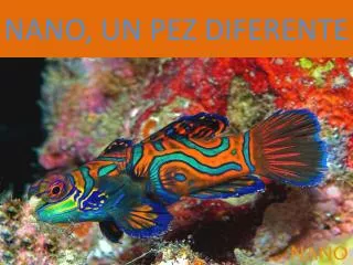 nano un pez diferente
