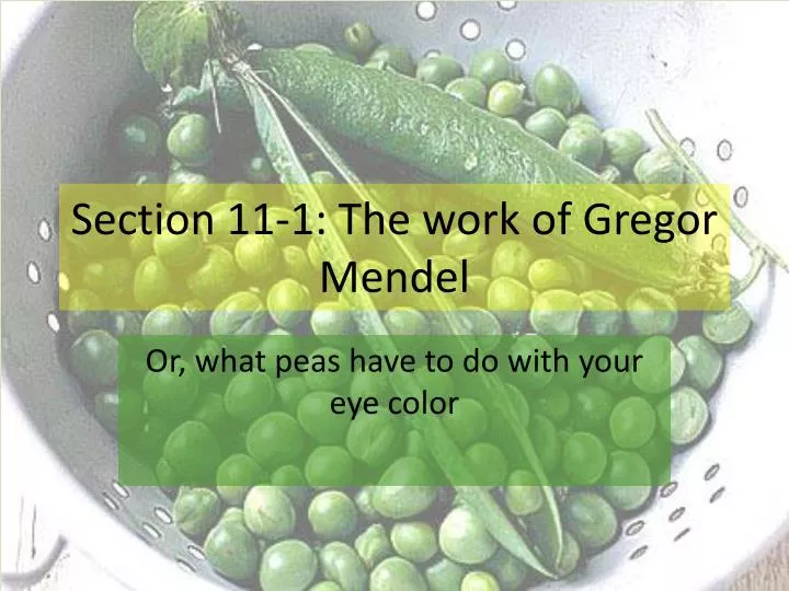 section 11 1 the work of gregor mendel