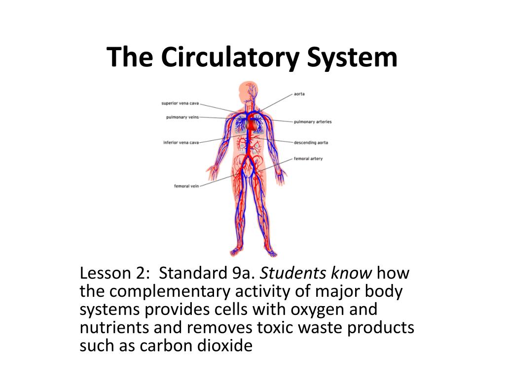 PPT - The Circulatory System PowerPoint Presentation, free download ...