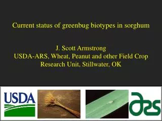 Current status of greenbug biotypes in sorghum J . Scott Armstrong