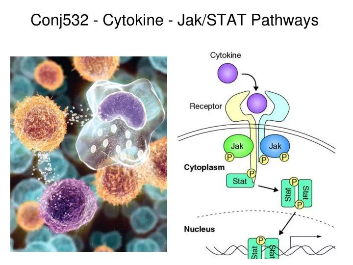 conj532 cytokine jak stat pathways