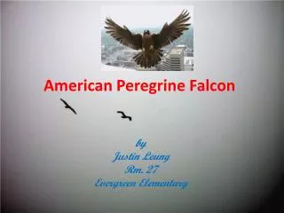 American Peregrine Falcon