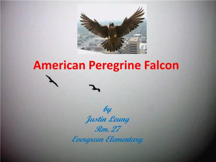 american peregrine falcon