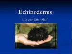 Echinoderms - slide 1