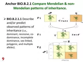 Anchor BIO.B.2.1 Compare Mendelian &amp; non-Mendelian patterns of inheritance.
