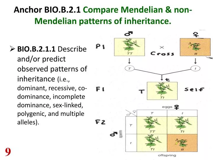 anchor bio b 2 1 compare mendelian non mendelian patterns of inheritance