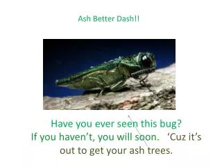 Ash Better Dash!!