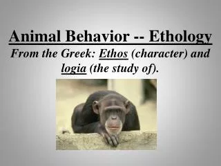 Animal Behavior -- Ethology From the Greek: Ethos (character) and logia (the study of).
