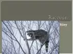 Raccoon - slide 1