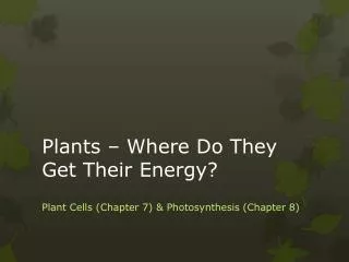 plants where do they get their energy