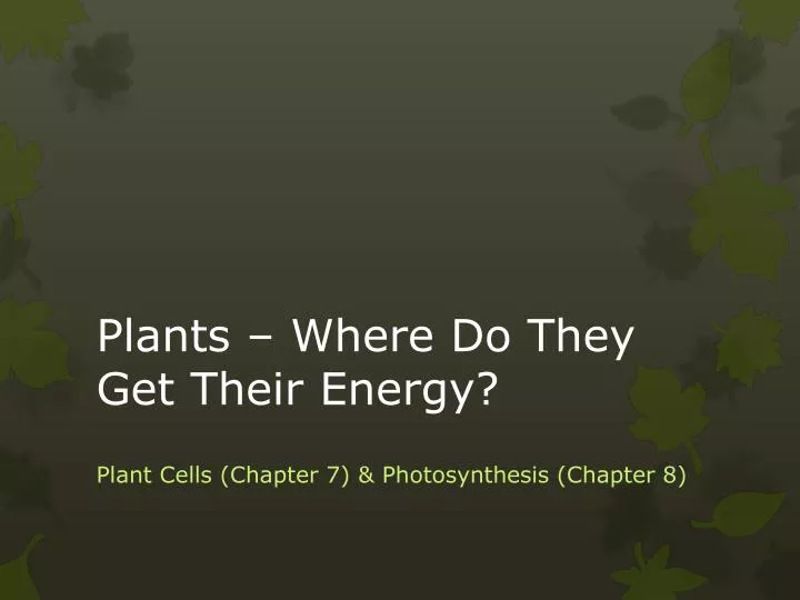 plants where do they get their energy