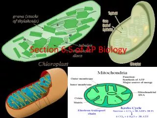 section 6 5 of ap biology