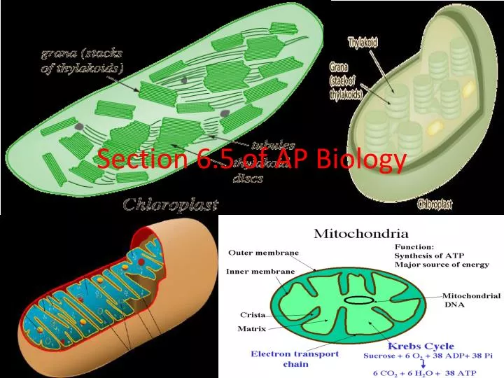 section 6 5 of ap biology