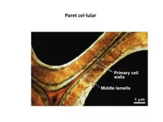 Primary cell walls