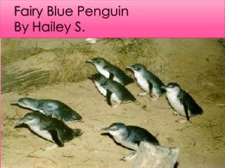 Fairy Blue Penguin By Hailey S.