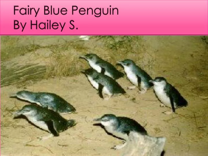 fairy blue penguin by hailey s