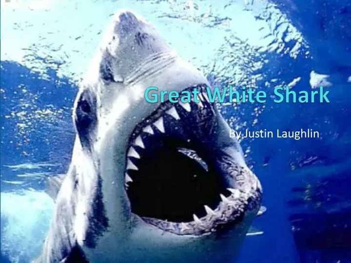 great white shark