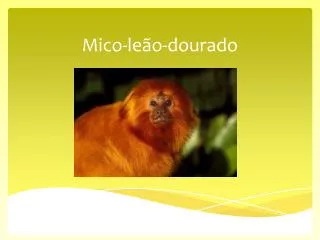 mico le o dourado
