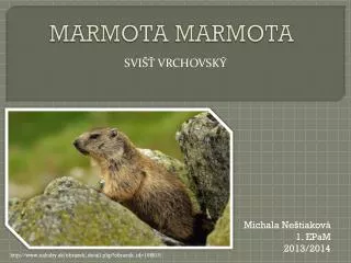 marmota marmota