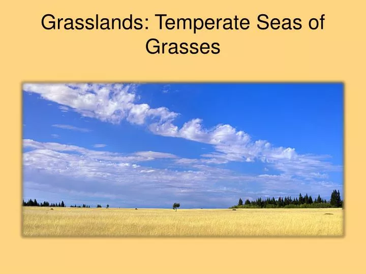 grasslands temperate seas of grasses
