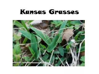 Kansas Grasses