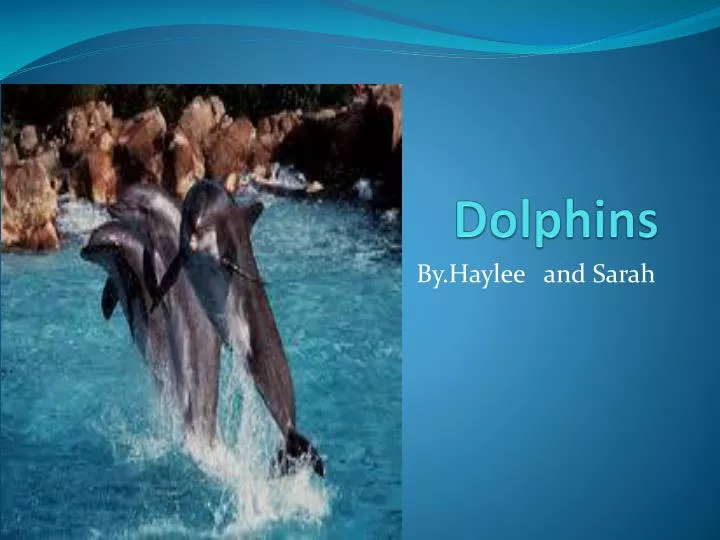 dolphins