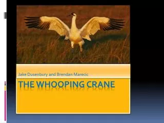 The whooping crane