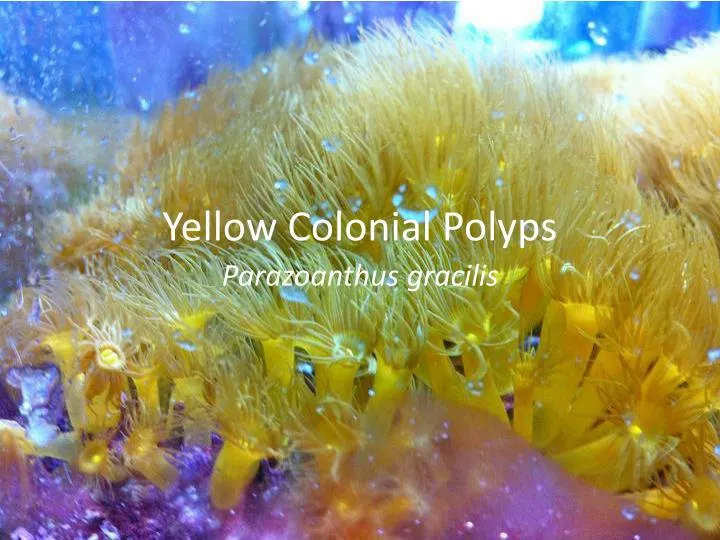 yellow colonial polyps