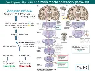 New Improved Figure 9.8 The main mechanosensory pathways