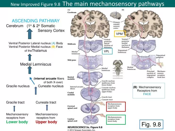 new improved figure 9 8 the main mechanosensory pathways