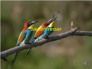 bienenfresser