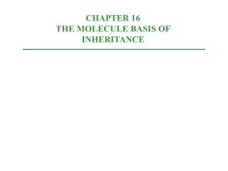 CHAPTER 16 THE MOLECULE BASIS OF INHERITANCE
