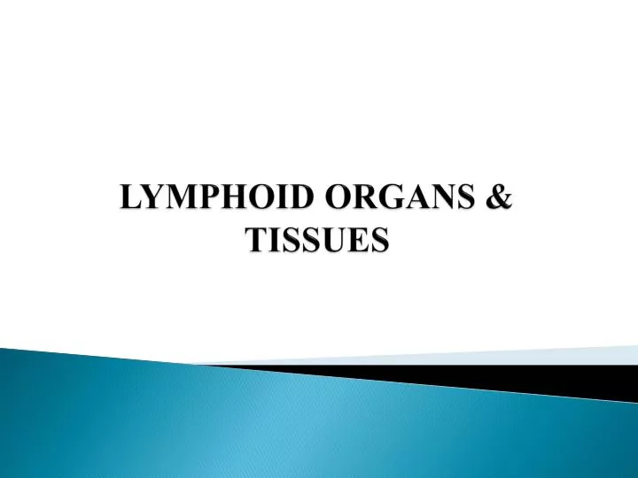 lymphoid organs tissues